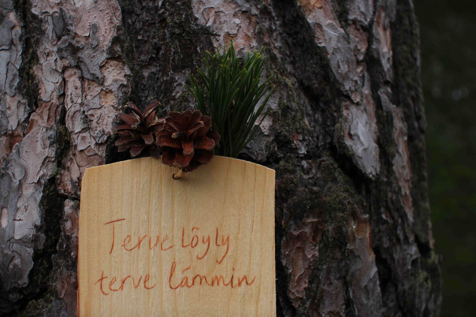 Perinnesaunotus retriitissä Porvoossa