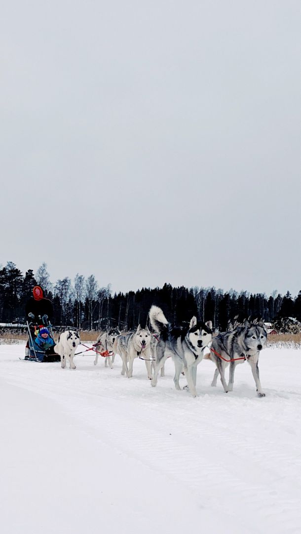 Koiravaljakko polttareihin